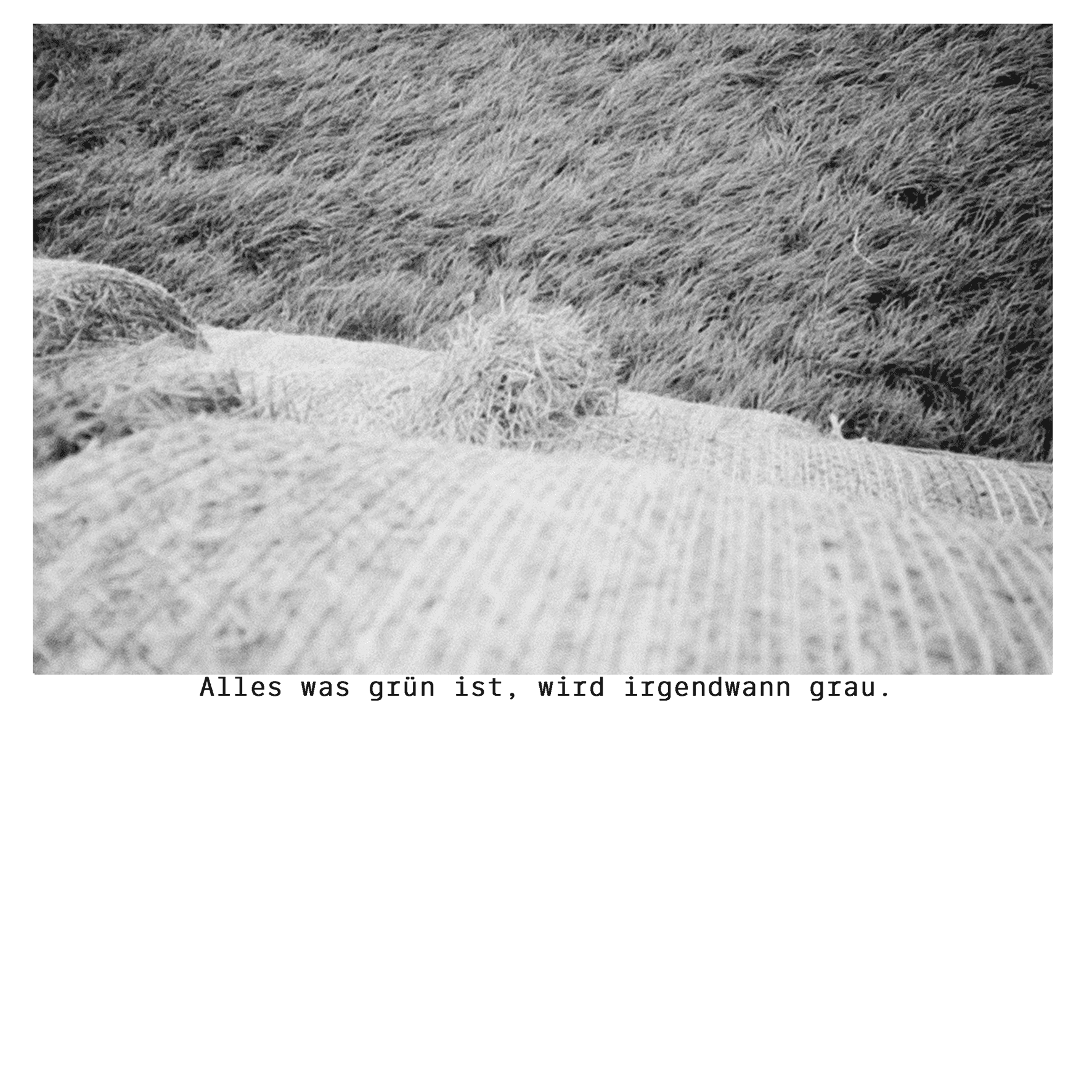 Ein Analog Foto von Steven Skuppin mit Text: Alles was grün ist, wird irgendwann grau.